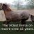 23 Interesting facts about horses and ponies
