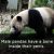 25 Interesting facts about pandas