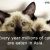 20 Interesting facts about cats