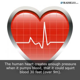 17 Human body facts: The human heart - RaiseYourBrain