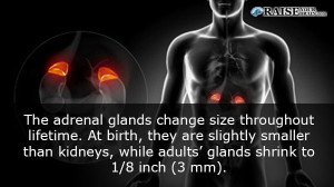 Human body facts: human kidney 51