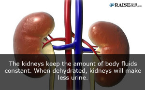 Human body facts: human kidney 53