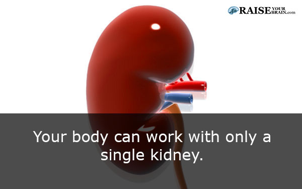 17 Human body facts: little known human kidney facts - RaiseYourBrain
