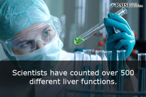Human body facts: liver functions