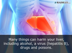 Human body facts: liver functions