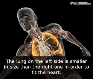 human body facts: human lungs 84