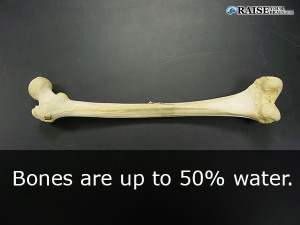 21 human body facts: human skeleton - RaiseYourBrain.com