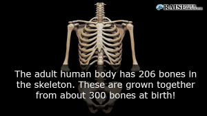 human body facts: human skeleton