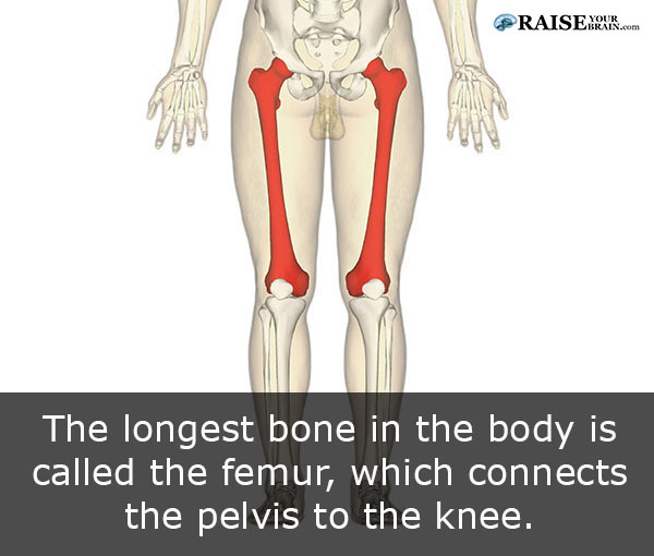 21 human body facts: human skeleton - RaiseYourBrain.com