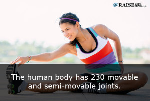 human body facts: human skeleton