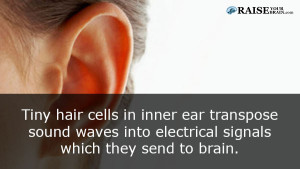 The human ear facts: human body fact 27