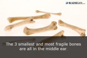 The human ear facts: human body facts - RaiseYourBrain.com