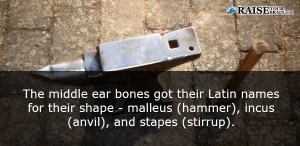 anvil ear part