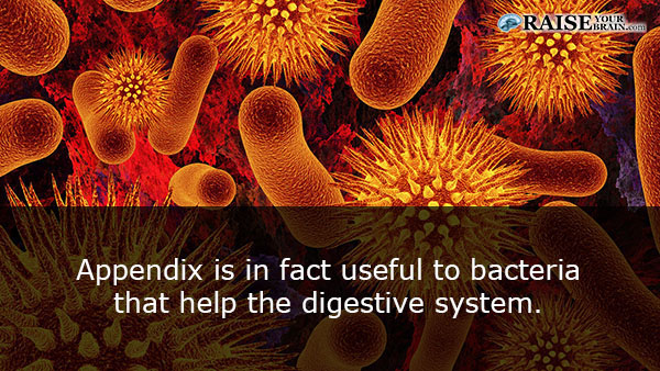 17 Interesting large intestine facts: Human body facts - RaiseYourBrain