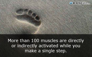 muscle fact - Interesting Human body facts 58