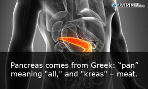 pancreas fact - Interesting Human body facts 2