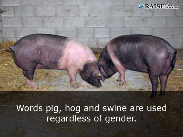 25 Weird animal facts about pigs - RaiseYourBrain.com