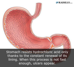 stomachfact9