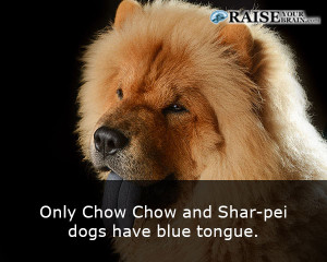 31 Weird Animal Facts About Dogs Raise Your Brain