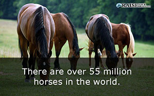 horses 37