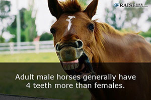 horse fun facts 46