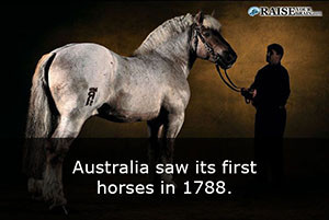 horse fun facts 47