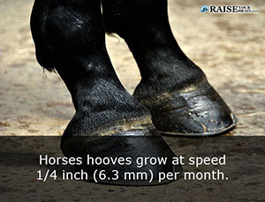 horse fun facts 49