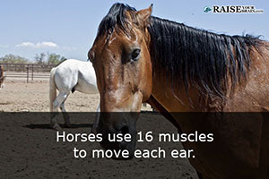 horse fun facts 61