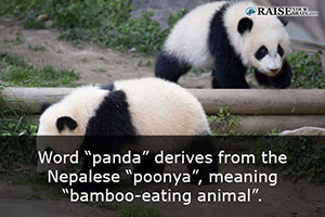Interesting facts about pandas 1