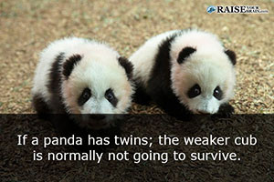 Interesting facts about pandas 10