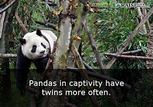 Interesting facts about pandas 11