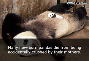 Interesting facts about pandas 12