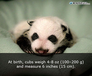 Interesting facts about pandas 13