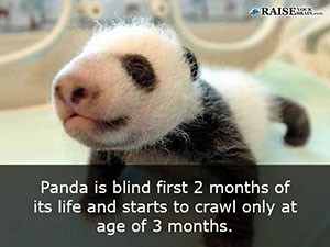 Interesting facts about pandas 14