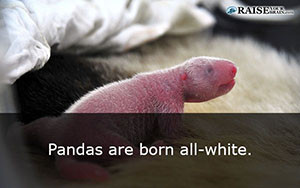 Interesting facts about pandas 15