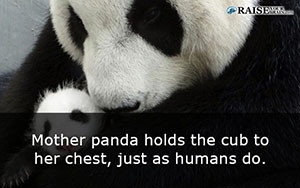Interesting facts about pandas 16