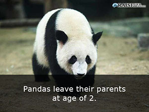 Interesting facts about pandas 17