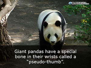 Interesting facts about pandas 18