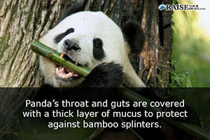 Interesting facts about pandas 20