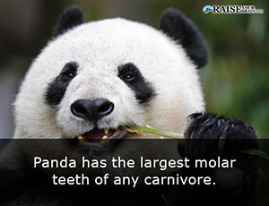 Interesting facts about pandas 21
