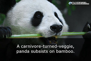 Interesting facts about pandas 22