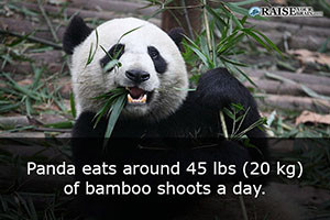Interesting facts about pandas 25