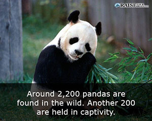 Interesting facts about pandas 3