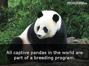 Interesting facts about pandas 4