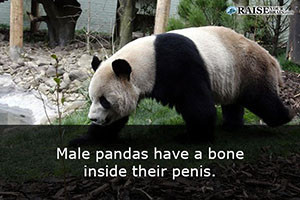 Interesting facts about pandas 6