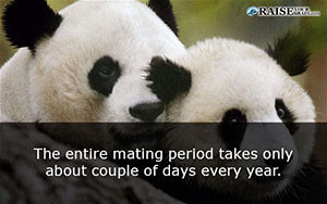 Interesting facts about pandas 7