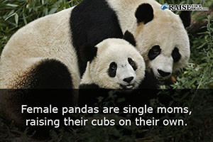 National Zoo's Baby Panda Beats The Odds