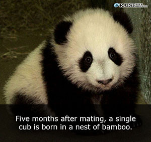 Interesting facts about pandas 9
