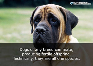 animal facts about dogs 15