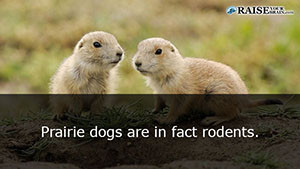 animal facts about dogs 24